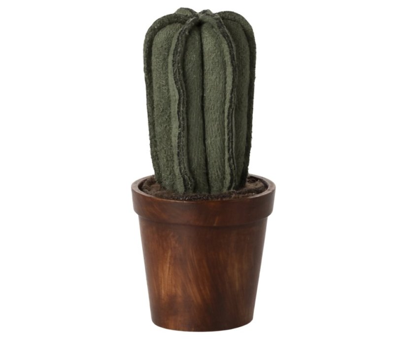 Kaktus Kaktus